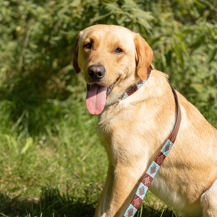 Benji &amp; Flo Sublime Polo Leather Dog Lead image 5